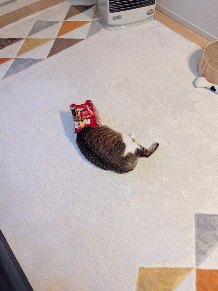 頭にビールのパッケージを被る猫