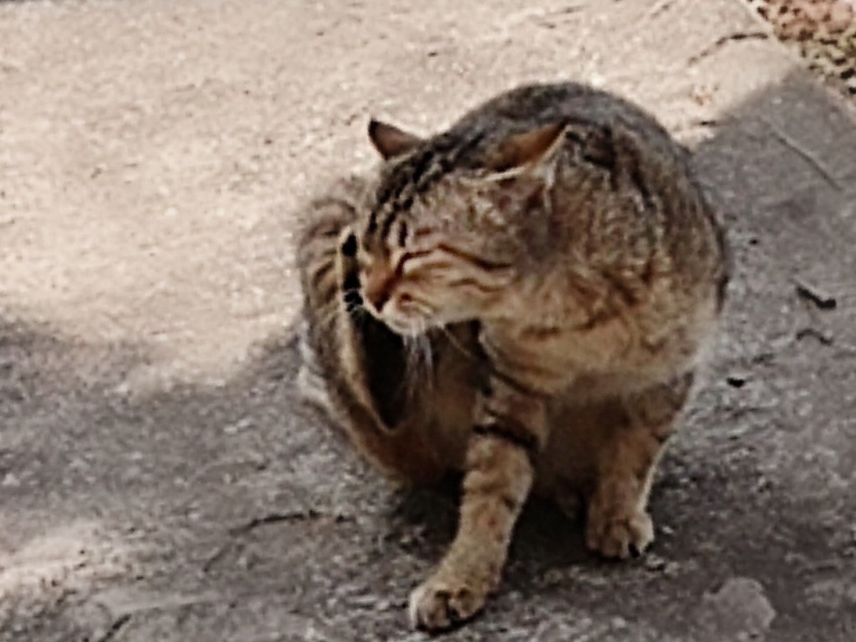 野良猫の生態を1日観察してみて分かった3つの事