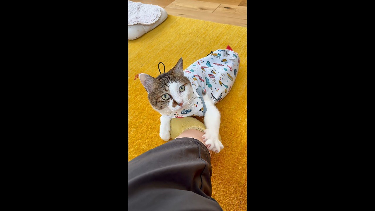 見つめる姿