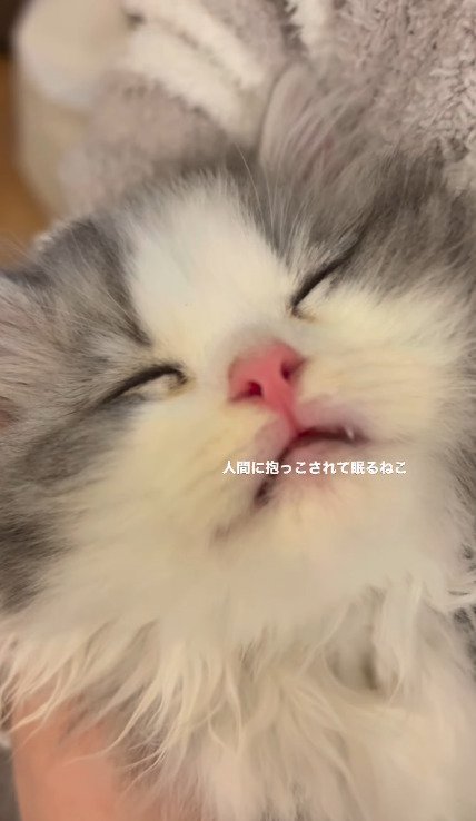 口を少し開けて熟睡しているてん君の顔