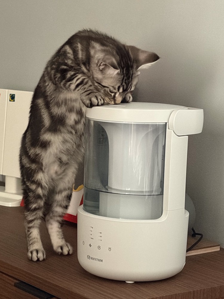 加湿器をなめる子猫