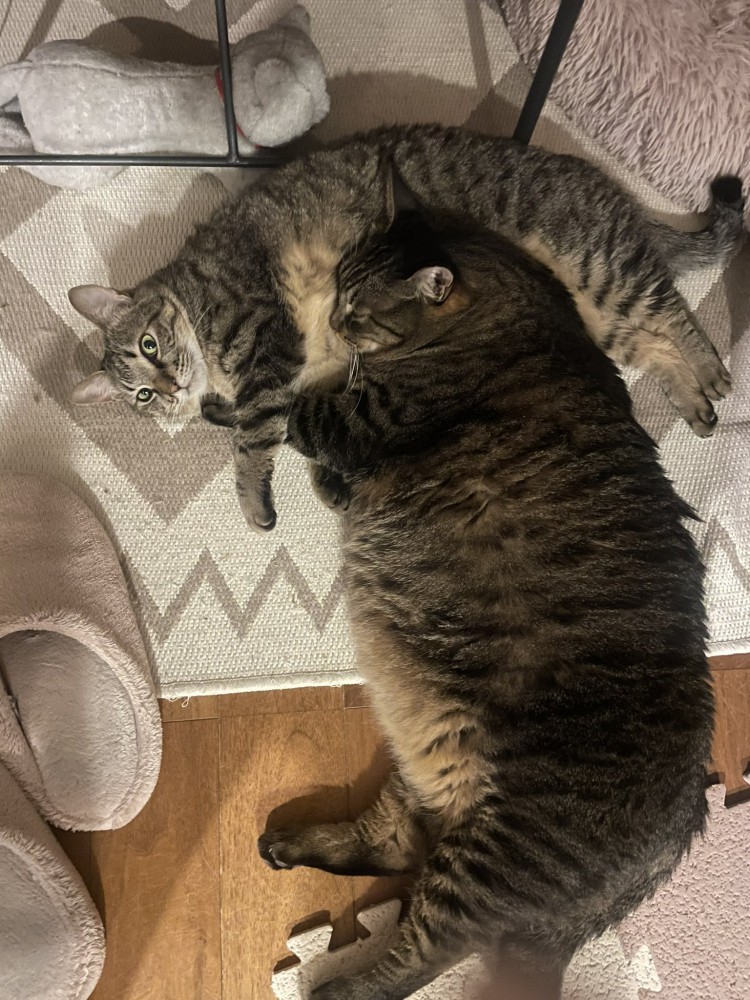 枕にされる猫