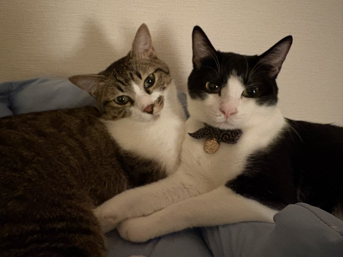 手を取り合うように寄り添う2匹の猫