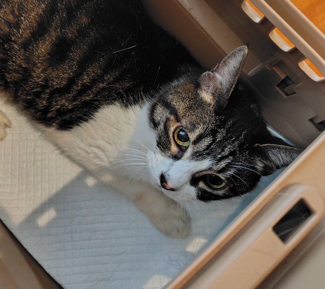 華ちゃんの顔アップ