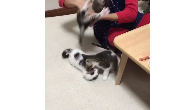 猫と男性
