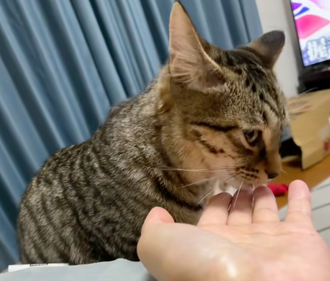 手を舐める猫2