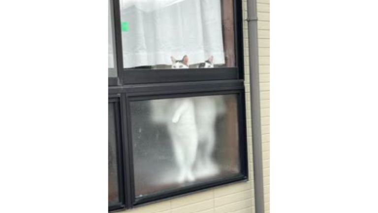 窓際にいる猫
