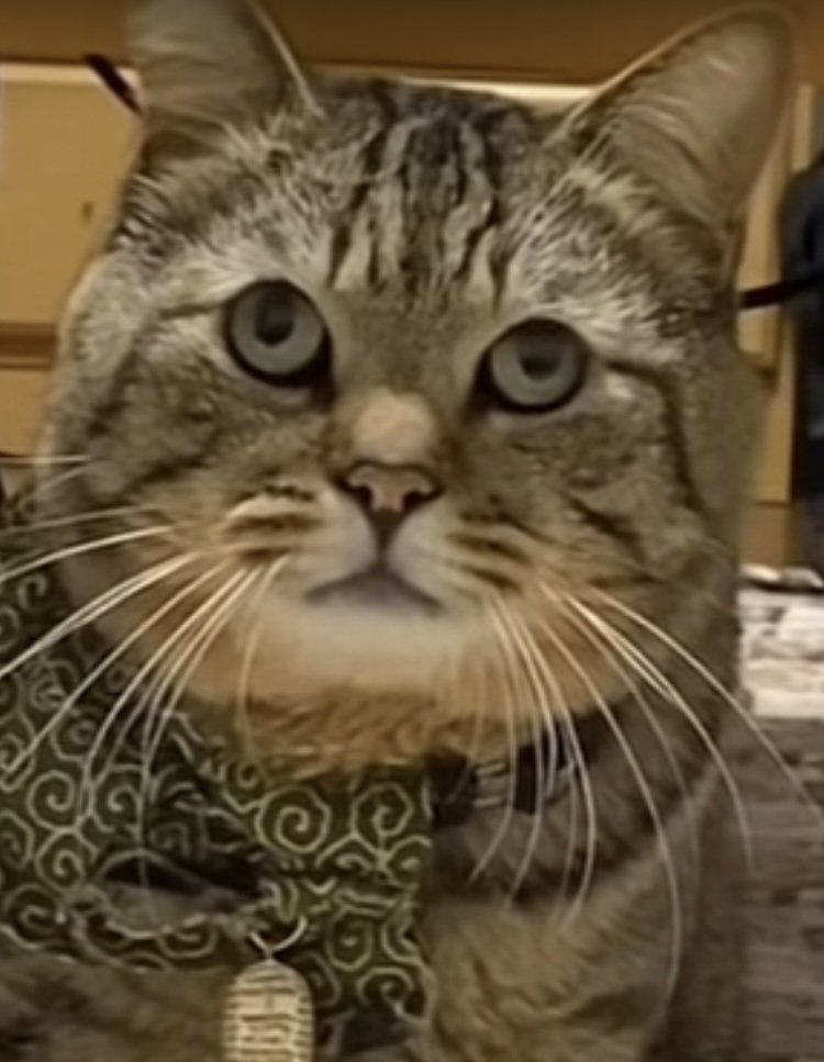 飼い主に叱られるキジトラ猫