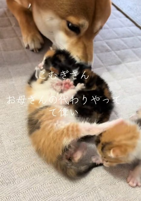 子猫たちの匂いを嗅ぐ柴犬