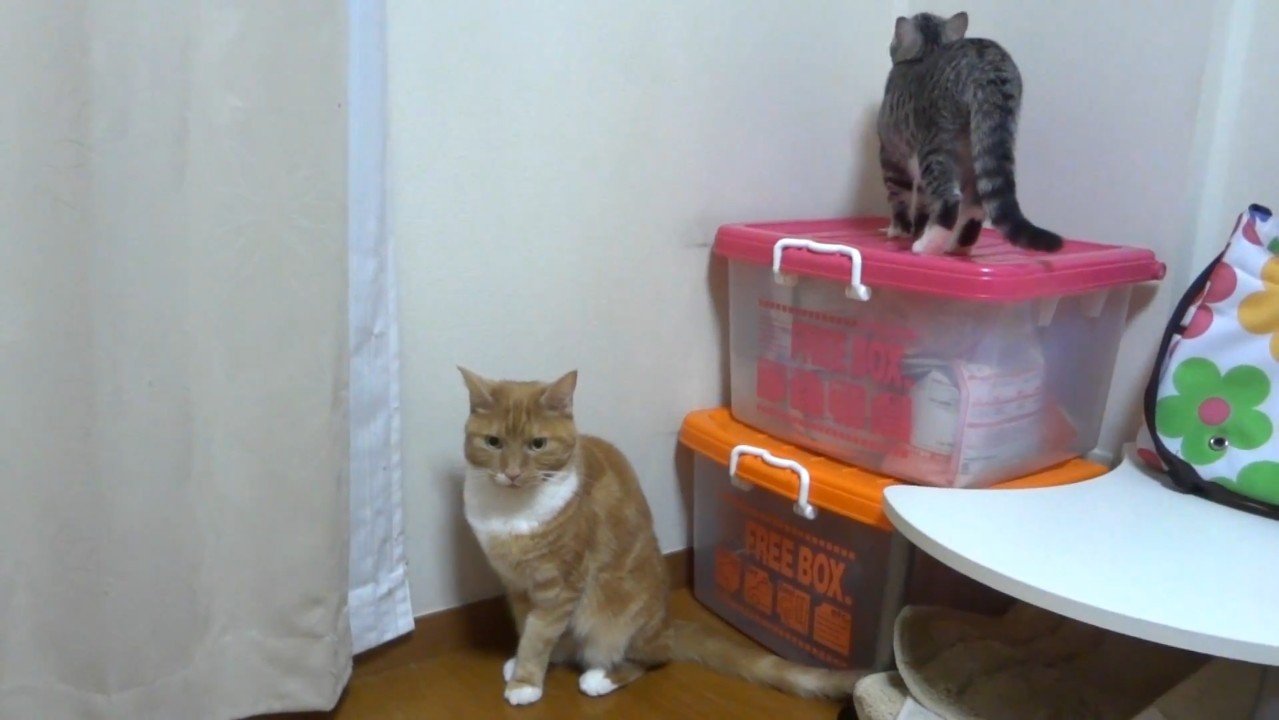 後ろを向くサバトラ