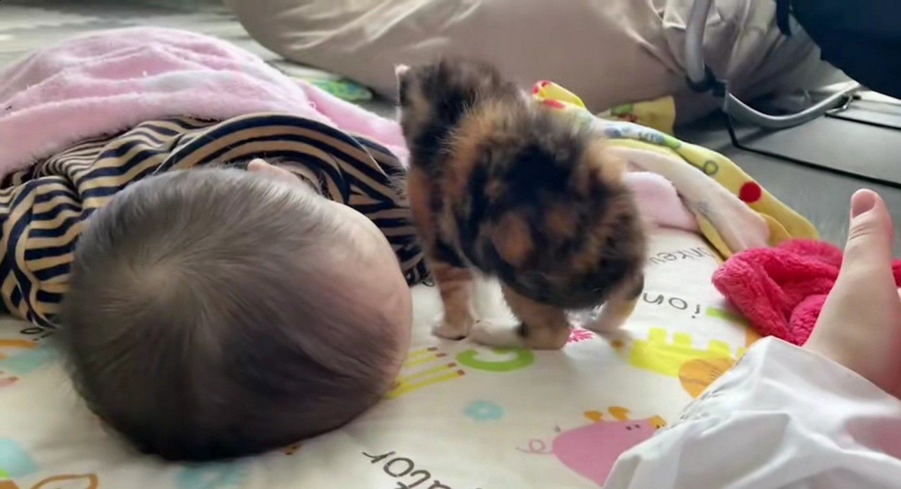 寝ている赤ちゃんと子猫