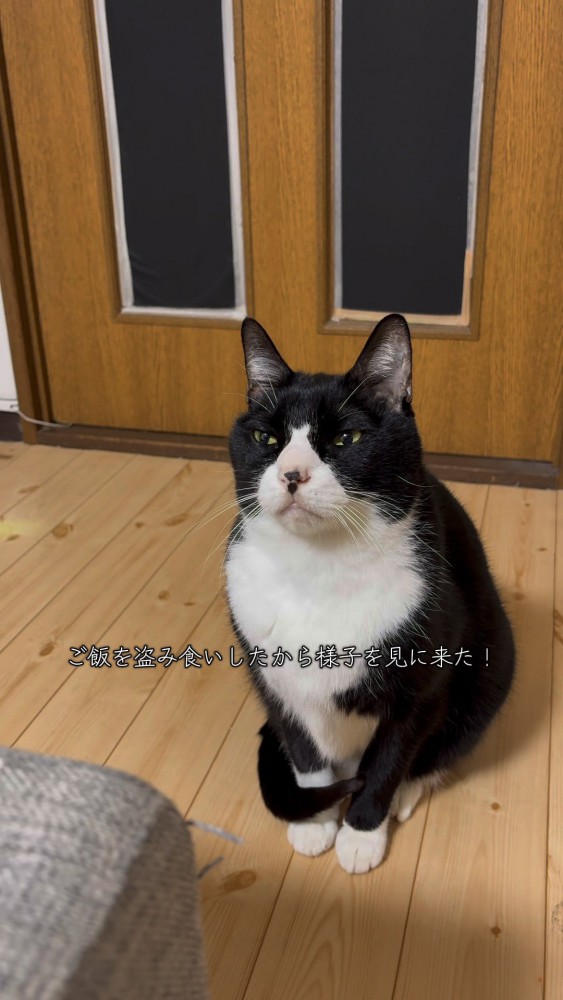 ご飯を盗み食いした猫さん