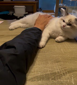 何回も子猫をなでようとチャレンジする飼い主