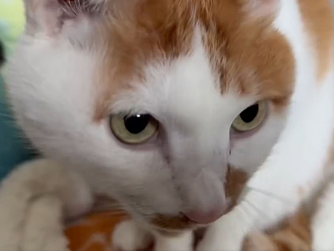 茶白猫の顔のアップ