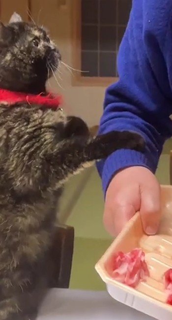 おねだりをする猫