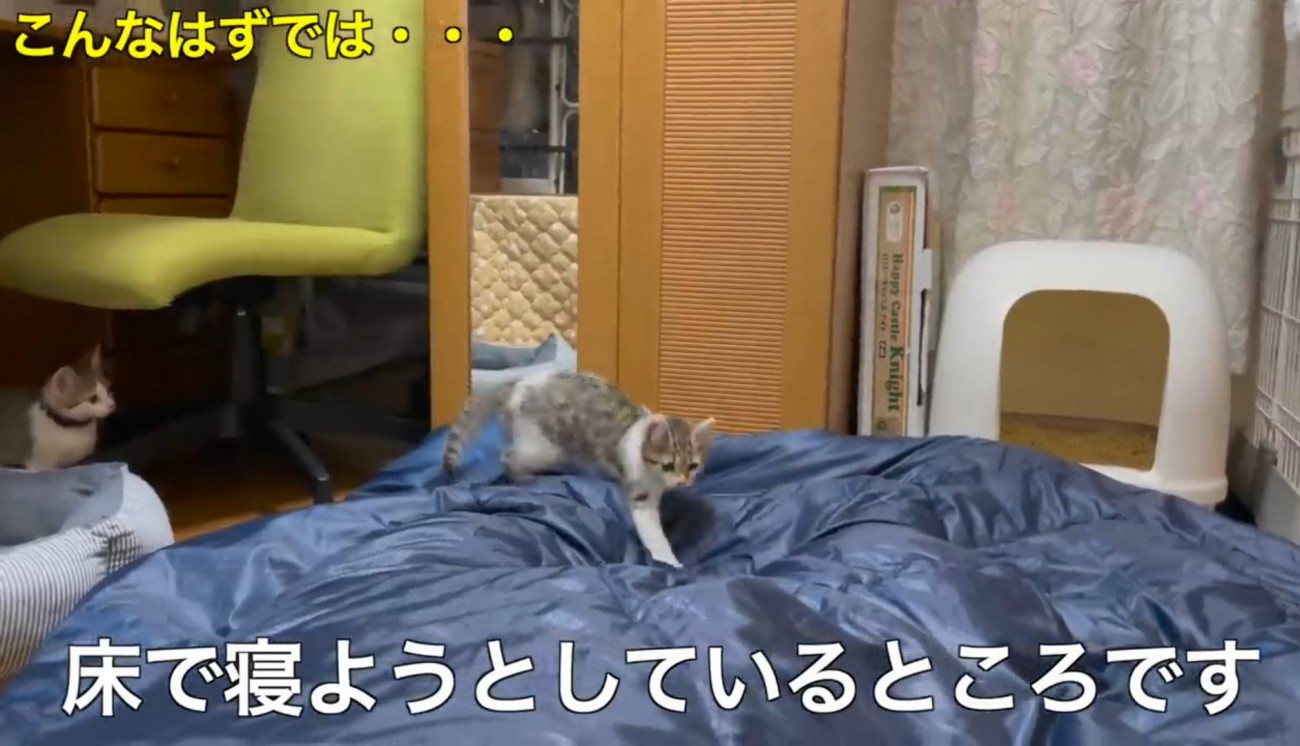 寝ている飼い主の上を歩く子猫