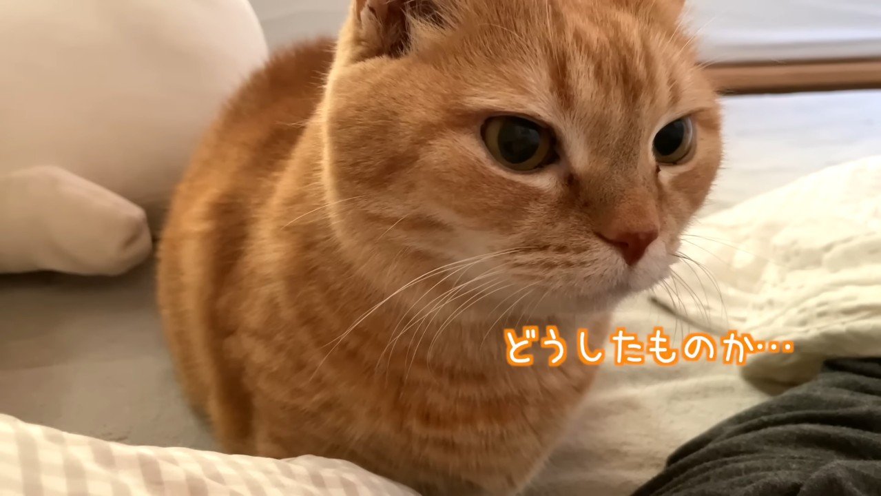 どうしたものか…