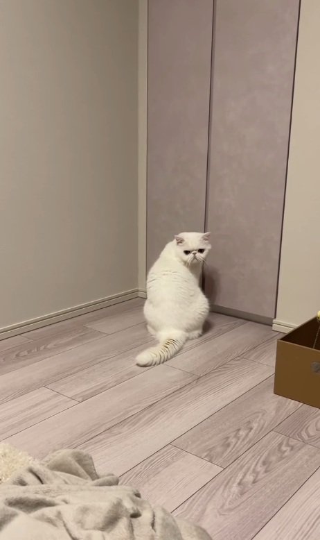 飼い主さんを見つめる猫