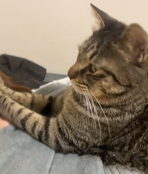 飼い主の上に寝そべる猫