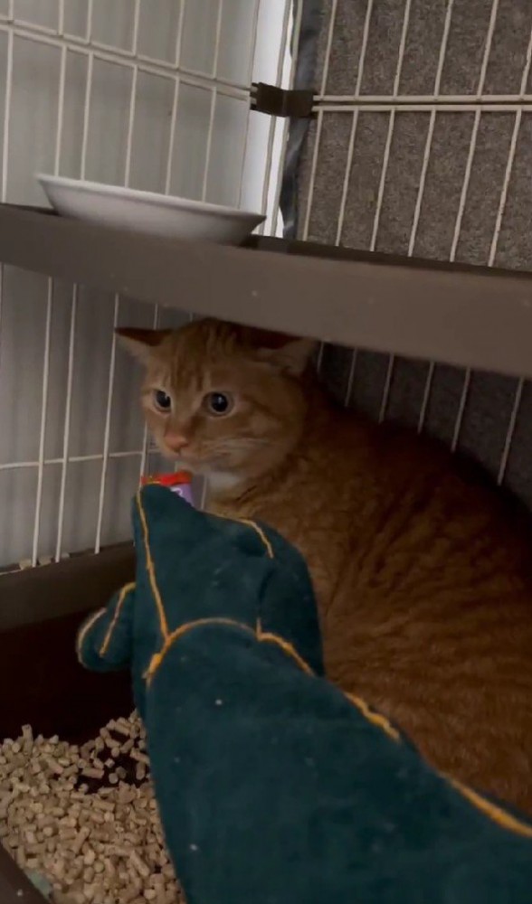 おやつを食べる猫