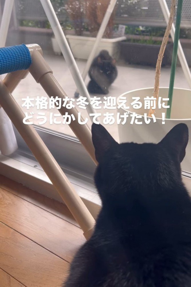 猫の後頭部