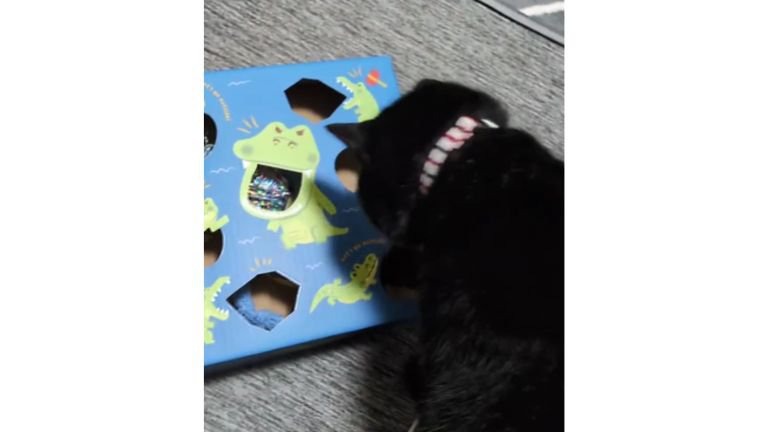 室内にいる猫