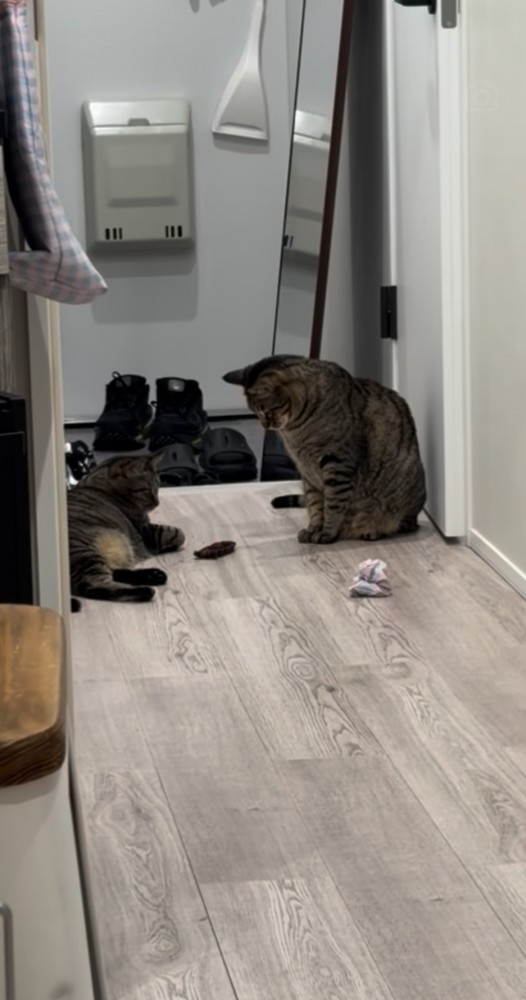 廊下でおもちゃで遊ぶ2匹のキジトラ猫