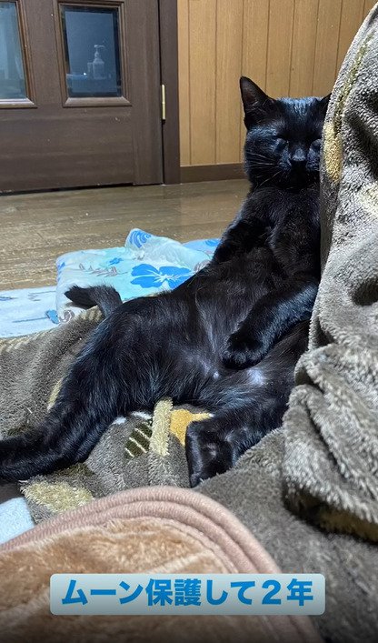 スコ座りする猫