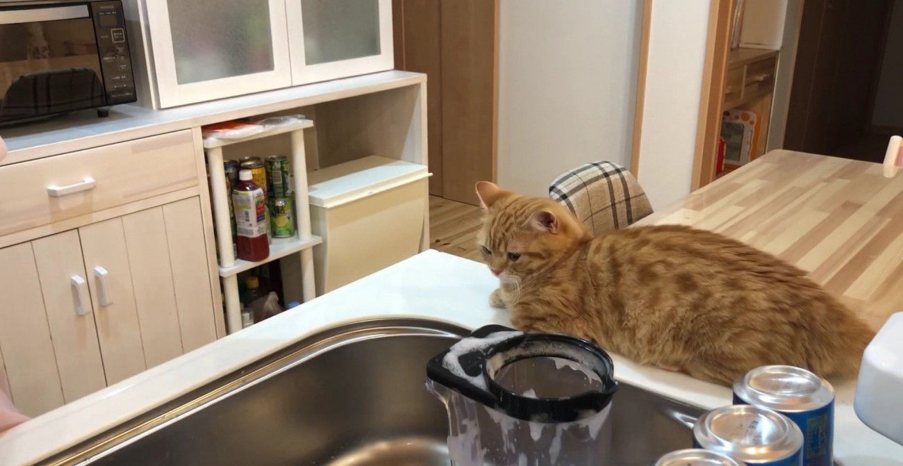 洗い物をじっと見つめるぷてぃこさん