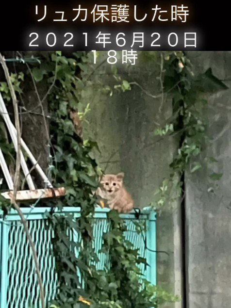 フェンスの上で鳴く子猫