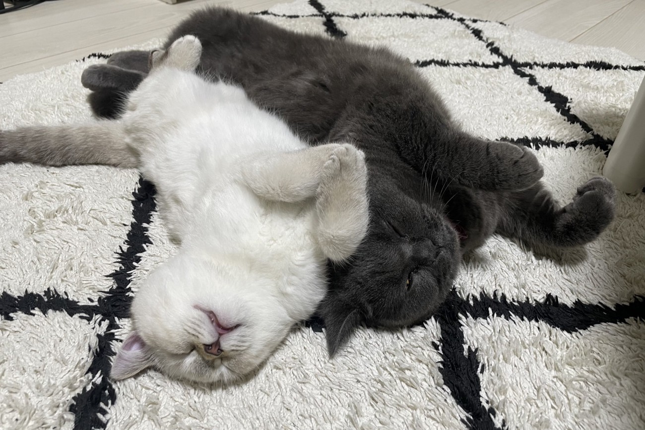 寝ている2匹の猫