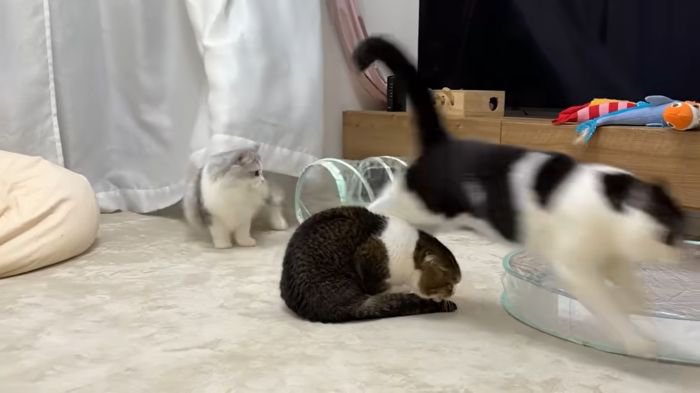 逃げるうま次郎