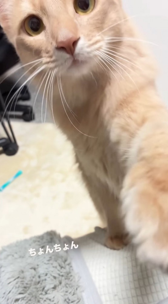 飼い主にタッチする猫