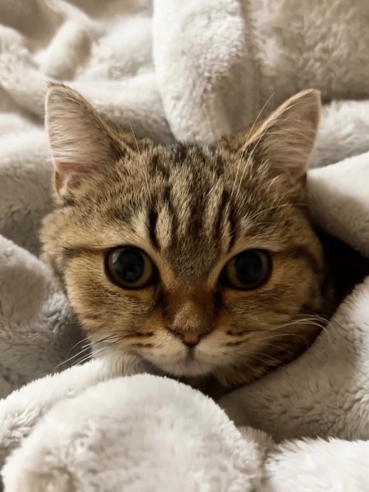 毛布にくるまる猫