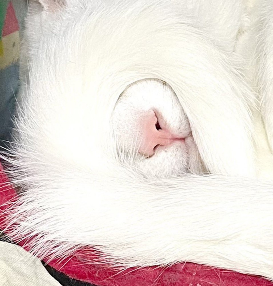 しっぽで目を覆って眠る白猫