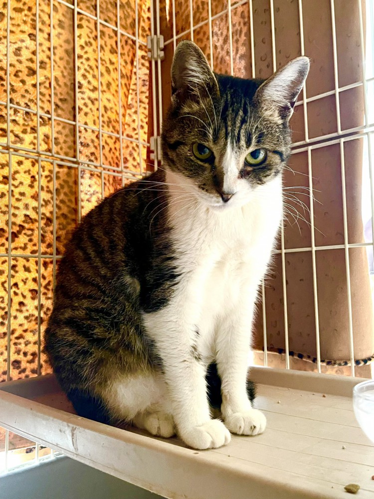 ふっくらした猫