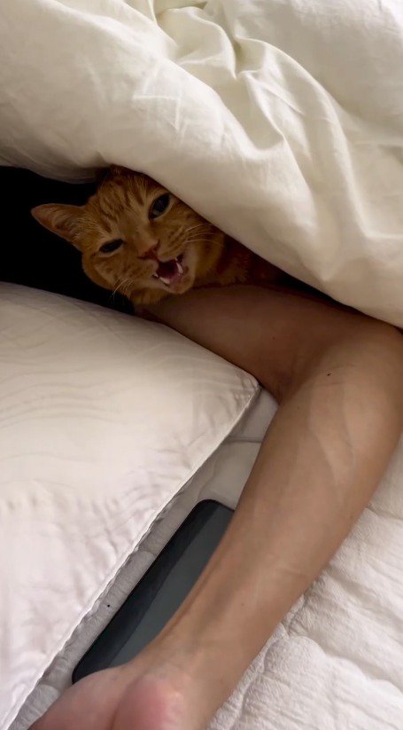 男性と一緒に布団に入って鳴き声をあげる猫