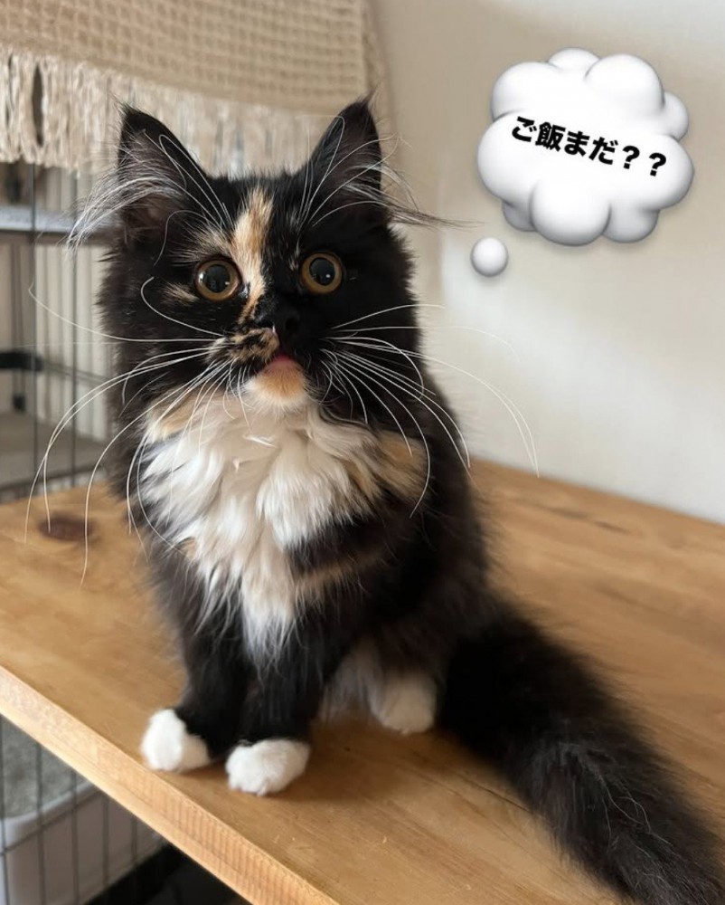 吹き出しのついた猫の写真