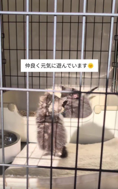 遊ぶ2匹の子猫たち