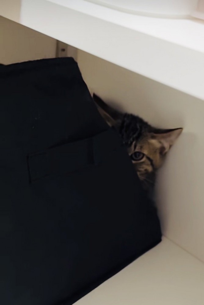 収納ボックスの後ろからママを見るキジトラ猫