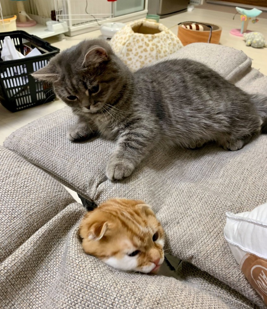 生えている猫