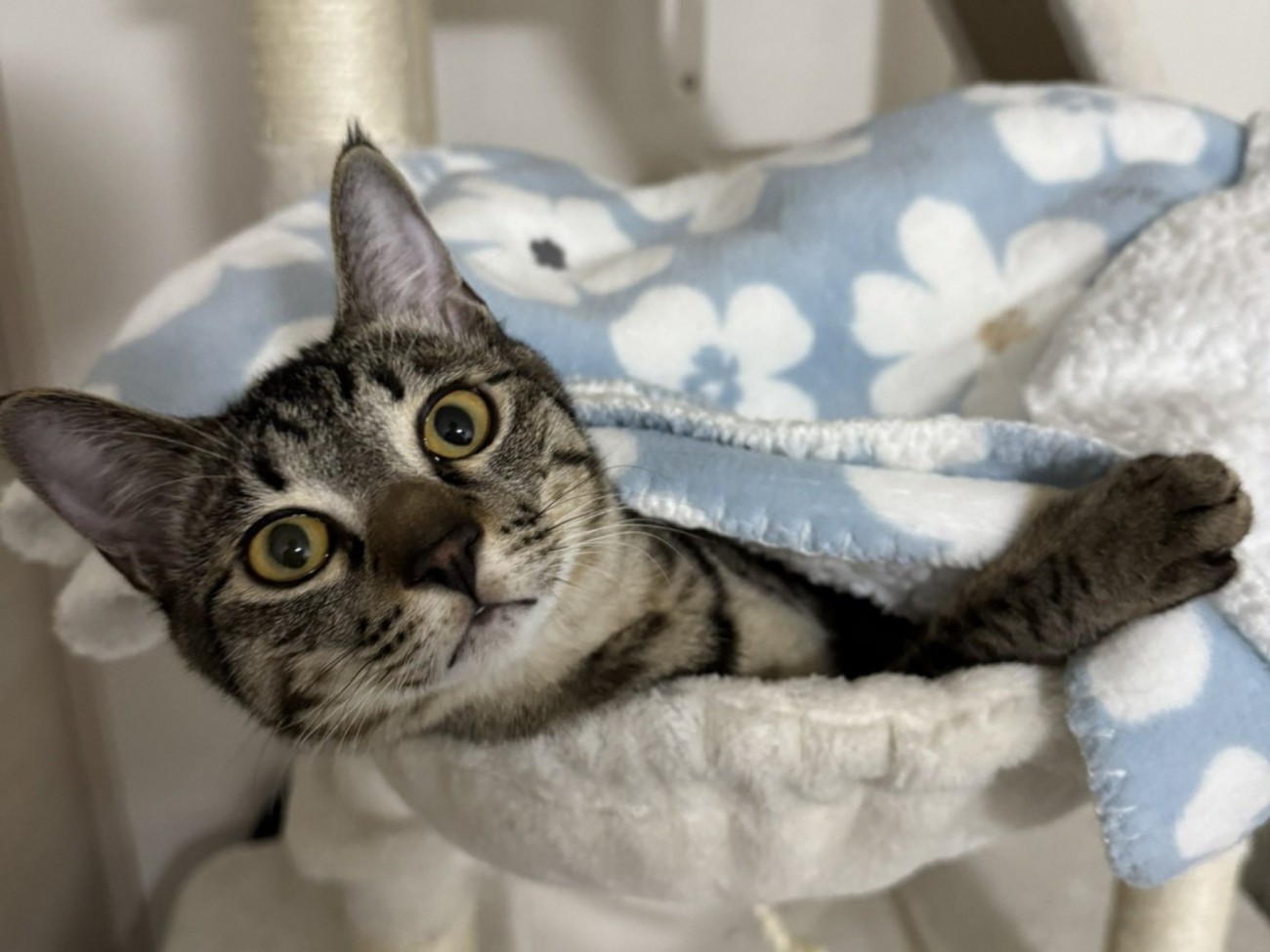 ハンモックでブランケットをかけてくつろぐ猫