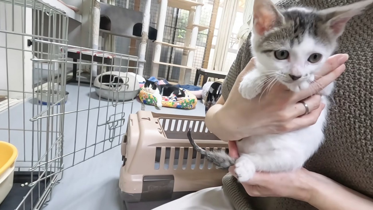 抱っこされる子猫
