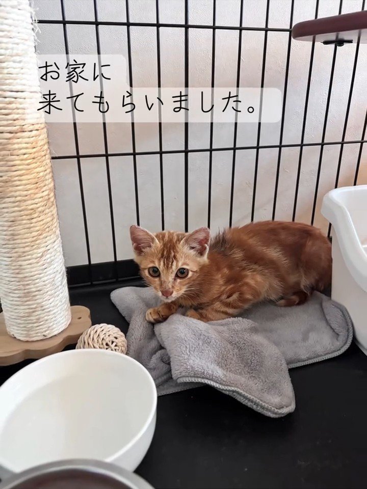 ケージの中にいる子猫