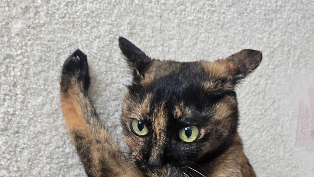 真剣な表情を浮かべる猫の顔