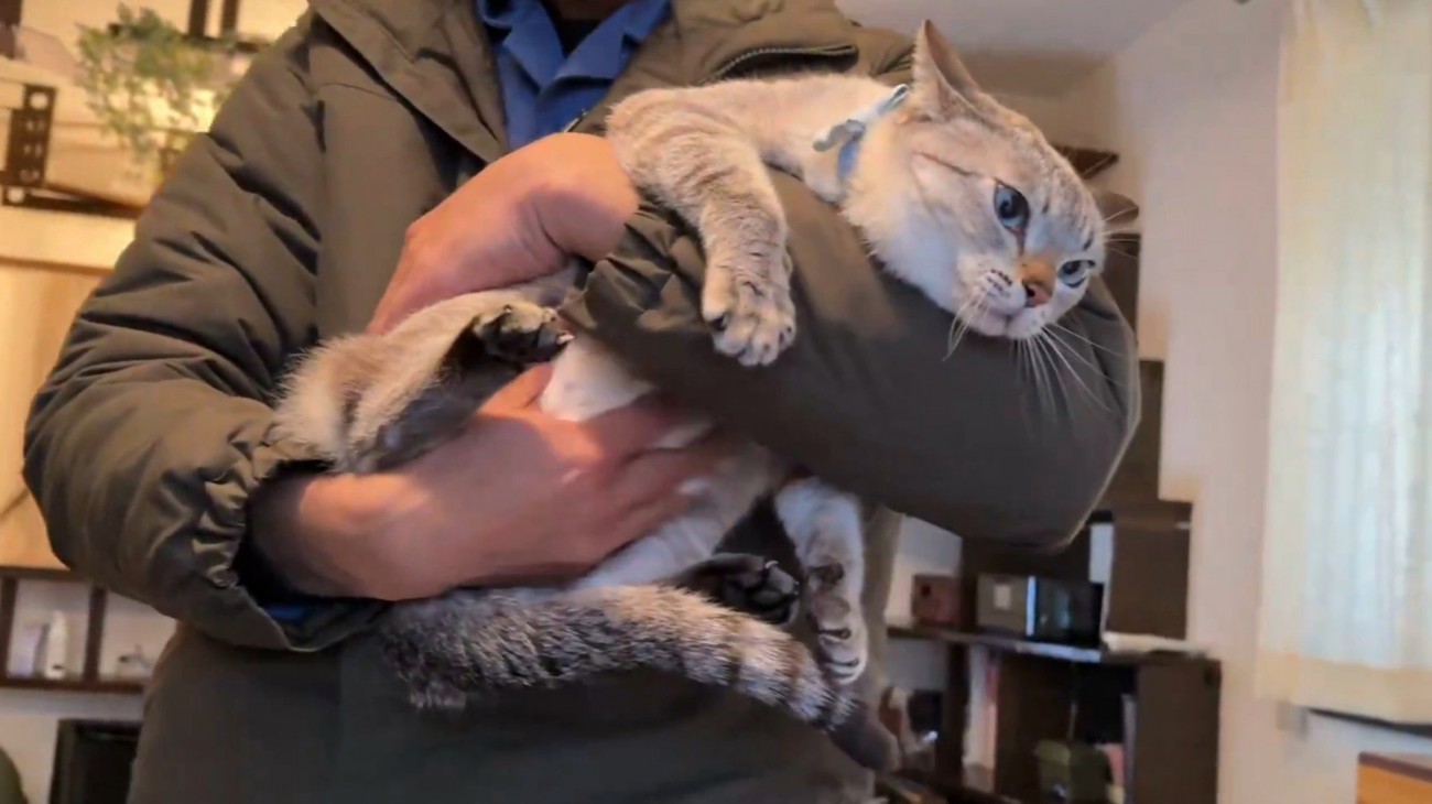 抱っこされておなかをもまれる猫1