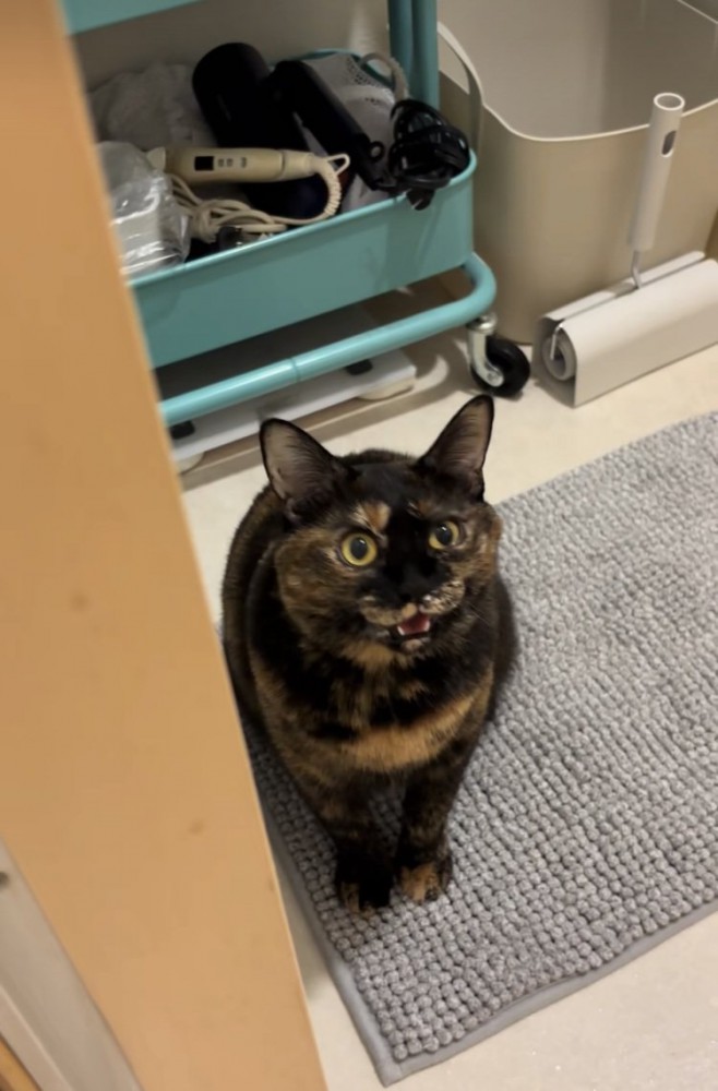 お風呂場の前でママに向かって鳴くサビ猫