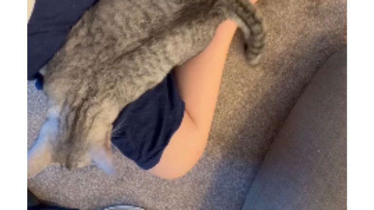 膝に乗る猫たち