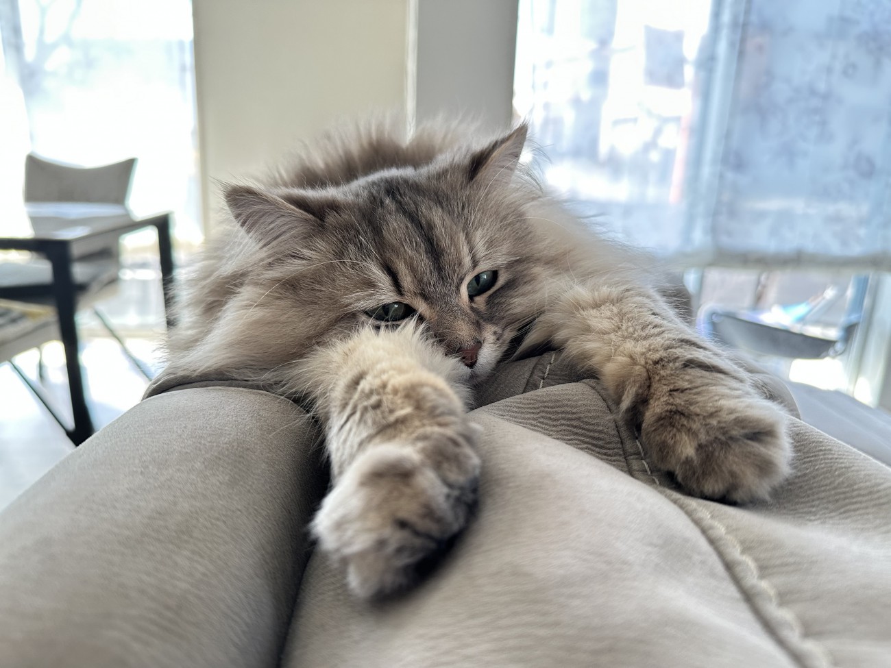 前足を伸ばしている猫