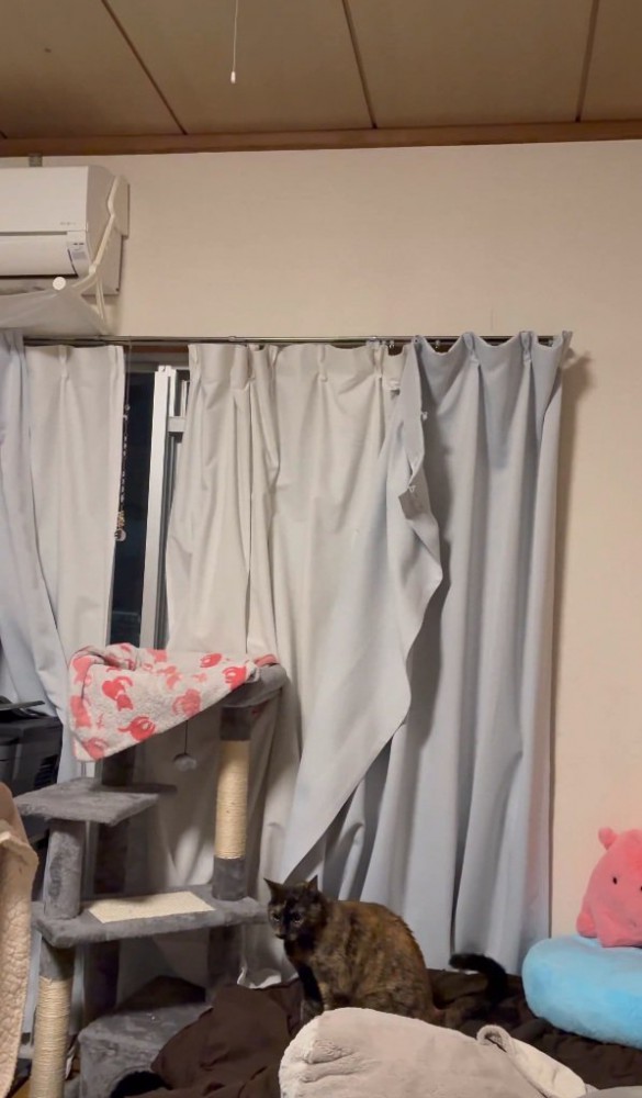 着地を決める猫